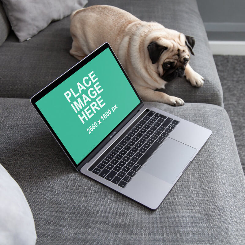 MacBook Pro on sofa with dog